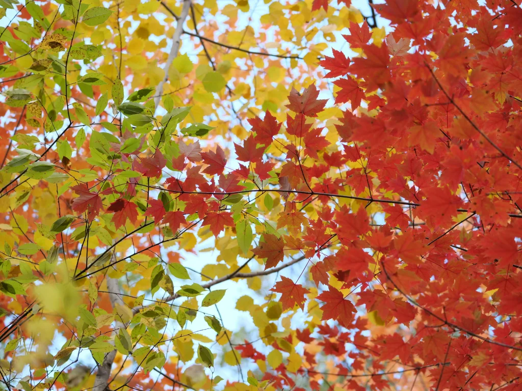 seasonal decor tips using color changes for different seasons